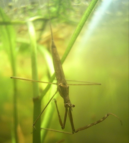 Ranatra linearis &copy; 