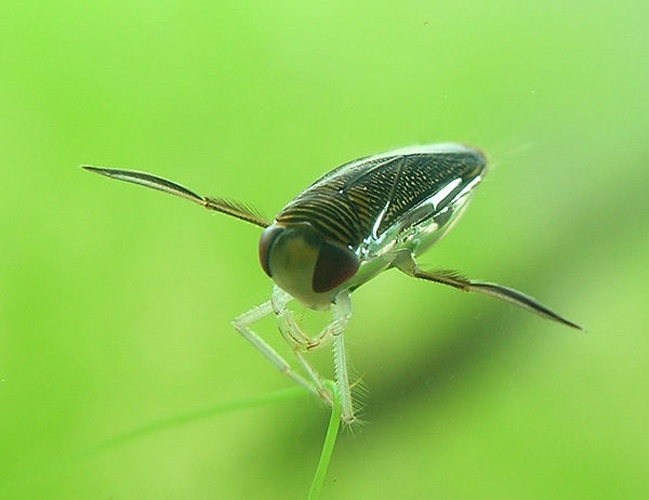 Lesser water boatman © Piet Spaans