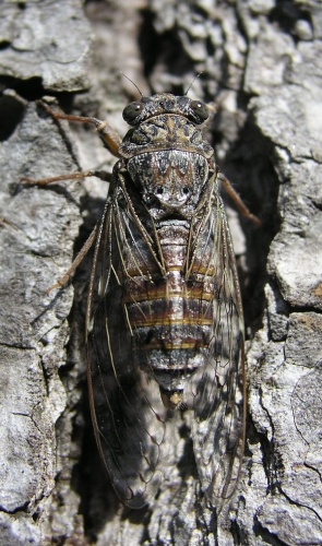 Cicadetta montana © Honza Beran