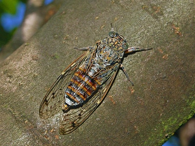 Cicada orni © <a href="//commons.wikimedia.org/wiki/User:Hectonichus" title="User:Hectonichus">Hectonichus</a>