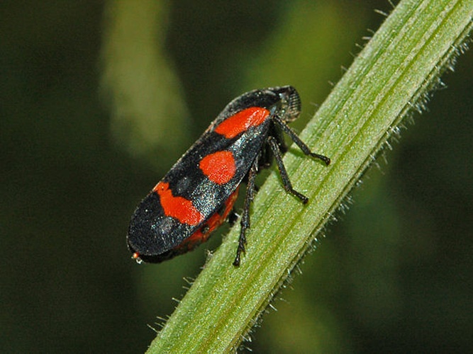Cercopis sanguinolenta &copy; <a href="//commons.wikimedia.org/wiki/User:Hectonichus" title="User:Hectonichus">Hectonichus</a>