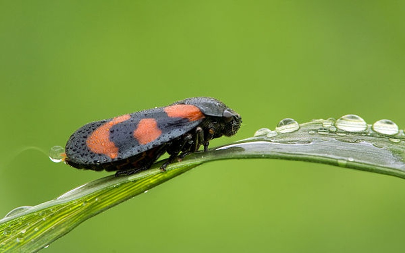 Cercopis vulnerata &copy; <a href="//commons.wikimedia.org/wiki/User:Richard_Bartz" title="User:Richard Bartz">Richard Bartz</a>, Munich aka <a href="//commons.wikimedia.org/wiki/User:Makro_Freak" title="User:Makro Freak">Makro Freak</a> <a href="//commons.wikimedia.org/wiki/File:Makro_Freak_bar.jpg" class="image"><img alt="Makro Freak bar.jpg" src="https://upload.wikimedia.org/wikipedia/commons/8/8b/Makro_Freak_bar.jpg" decoding="async" width="80" height="15" data-file-width="80" data-file-height="15"></a>