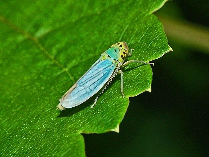 Cicadella viridis © <a href="//commons.wikimedia.org/wiki/User:Hectonichus" title="User:Hectonichus">Hectonichus</a>
