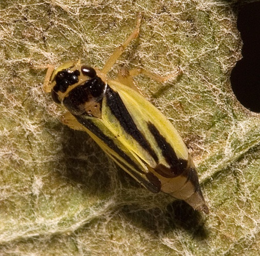 Evacanthus interruptus © 