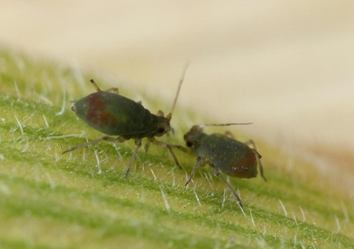 Rhopalosiphum padi © Adam Sisson, Iowa State University, Bugwood.org