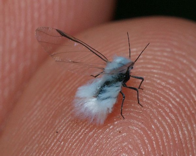 Phyllaphis fagi &copy; <a href="//commons.wikimedia.org/wiki/User:Sarefo" title="User:Sarefo">Sarefo</a>