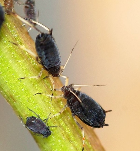 Black bean aphid &copy; <a href="//commons.wikimedia.org/wiki/User:Alvesgaspar" title="User:Alvesgaspar">Alvesgaspar</a>