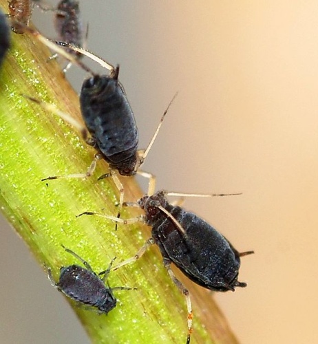 Black bean aphid © <a href="//commons.wikimedia.org/wiki/User:Alvesgaspar" title="User:Alvesgaspar">Alvesgaspar</a>