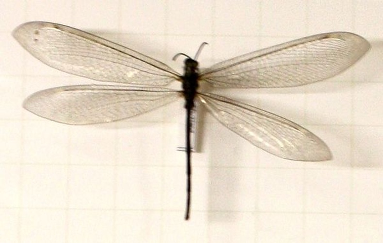 Myrmeleon formicarius © <ul>
<li>
<a href="//commons.wikimedia.org/wiki/File:Naturkundliche_Sammlung_%C3%9Cbermaxx_%C3%9Cberseemuseum_Bremen_0375.JPG" title="File:Naturkundliche Sammlung Übermaxx Überseemuseum Bremen 0375.JPG">Naturkundliche_Sammlung_Übermaxx_Überseemuseum_Bremen_0375.JPG</a>: <a href="//commons.wikimedia.org/wiki/User:Politikaner" title="User:Politikaner">Politikaner</a>
</li>
<li>derivative work: <a href="//commons.wikimedia.org/w/index.php?title=User:Daryona&amp;action=edit&amp;redlink=1" class="new" title="User:Daryona (page does not exist)">Daryona</a> (<a href="//commons.wikimedia.org/wiki/User_talk:Daryona" title="User talk:Daryona"><span class="signature-talk">talk</span></a>)</li>
</ul>