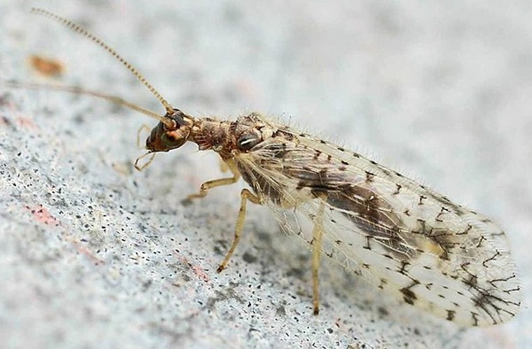 Micromus variegatus &copy; 