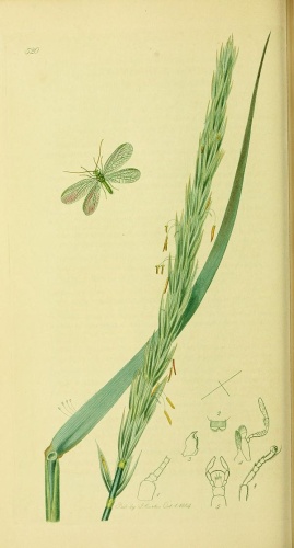 Chrysopa abbreviata © <bdi><a href="https://en.wikipedia.org/wiki/en:John_Curtis_(entomologist)" class="extiw" title="w:en:John Curtis (entomologist)">John Curtis</a>
</bdi>