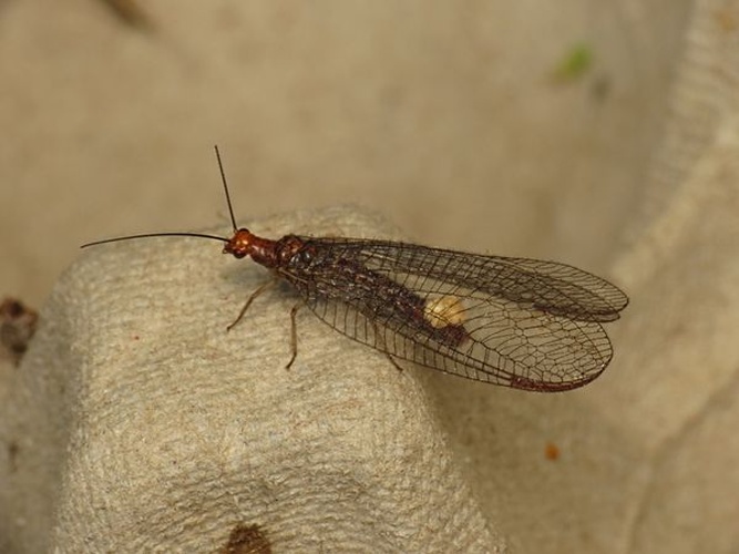 Nothochrysa capitata © <a rel="nofollow" class="external text" href="https://www.flickr.com/people/25401497@N02">Donald Hobern</a> from Copenhagen, Denmark