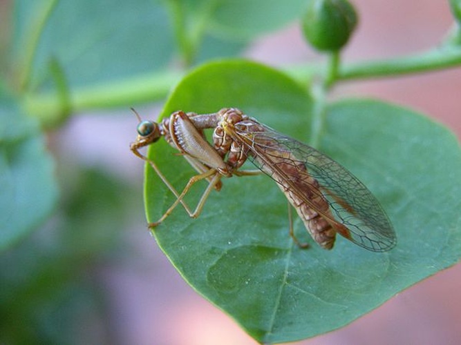 Mantispa styriaca &copy; <a href="//commons.wikimedia.org/wiki/User:H._Dumas" title="User:H. Dumas">H. Dumas</a>