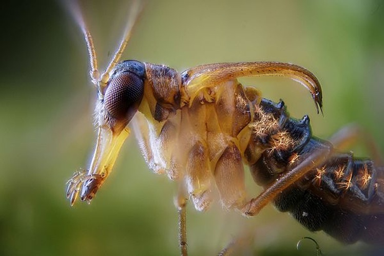 Boreus hyemalis &copy; <a rel="nofollow" class="external text" href="https://www.flickr.com/people/9082612@N05">Gilles San Martin</a>