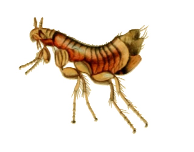 Ischnopsyllus elongatus &copy; <ul>
<li>
<a href="//commons.wikimedia.org/wiki/File:British_Entomology_Volume_7_(John_Curtis)_Plate_417.jpg" title="File:British Entomology Volume 7 (John Curtis) Plate 417.jpg">British_Entomology_Volume_7_(John_Curtis)_Plate_417.jpg</a>: John Curtis</li>
<li>derivative work: <a href="//commons.wikimedia.org/wiki/User:B_kimmel" title="User:B kimmel">B kimmel</a> (<a href="//commons.wikimedia.org/wiki/User_talk:B_kimmel" title="User talk:B kimmel"><span class="signature-talk">talk</span></a>)</li>
</ul>