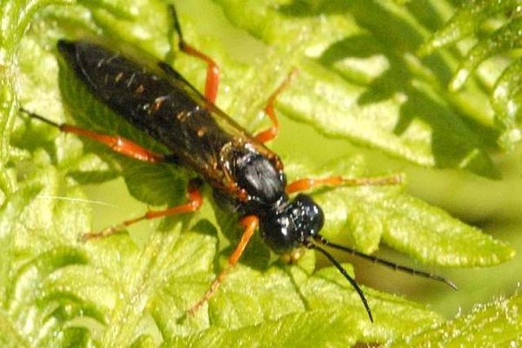 Ametastegia glabrata &copy; James K. Lindsey