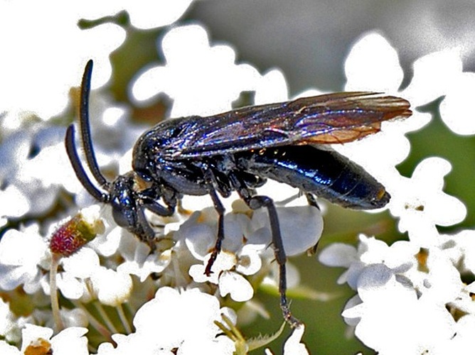 Arge berberidis &copy; <a href="//commons.wikimedia.org/wiki/User:Hectonichus" title="User:Hectonichus">Hectonichus</a>