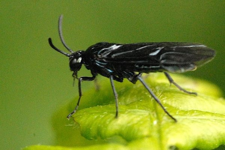 Arge gracilicornis &copy; James K. Lindsey