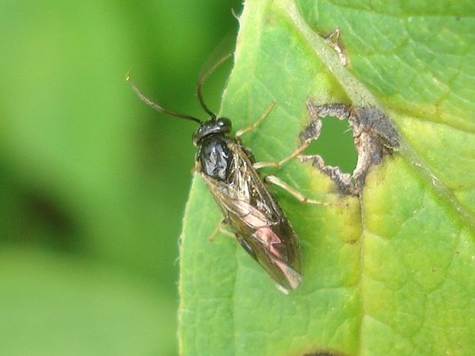 Arge ustulata &copy; <a href="//commons.wikimedia.org/wiki/User:Sanja565658" title="User:Sanja565658">Sanja565658</a>