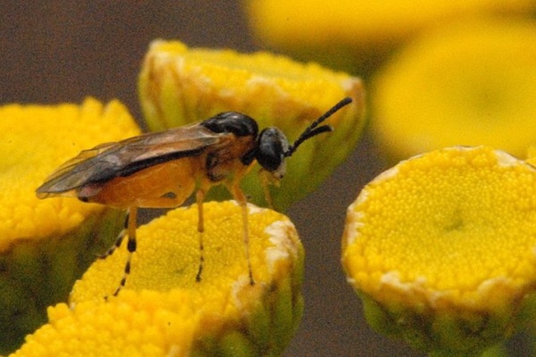 Athalia circularis © James K. Lindsey