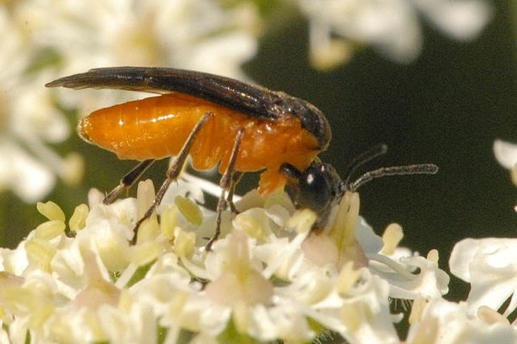 Athalia lugens © James K. Lindsey