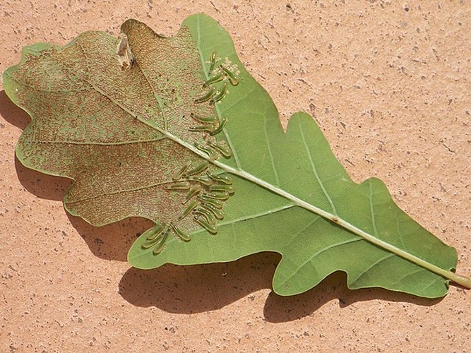 Caliroa varipes © <a href="//commons.wikimedia.org/wiki/User:Asabengurtza" title="User:Asabengurtza">Asabengurtza</a>