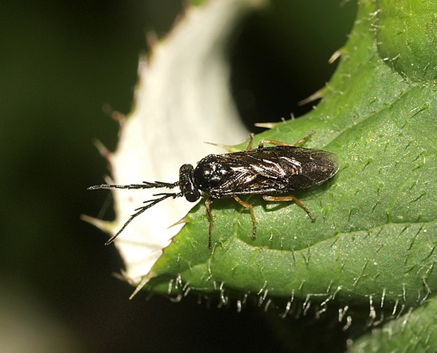 Cladius pectinicornis © <a rel="nofollow" class="external text" href="https://www.flickr.com/people/43706167@N03">Line Sabroe</a> from Denmark