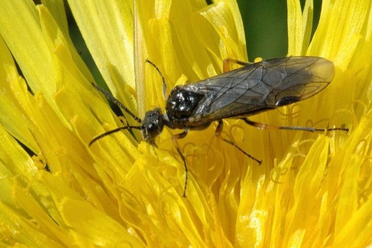 Dolerus gonager &copy; James K. Lindsey