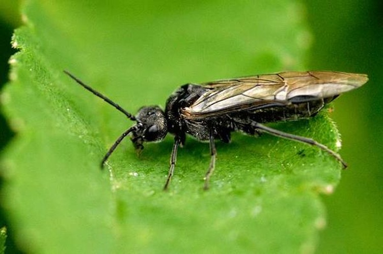 Dolerus niger © James K. Lindsey