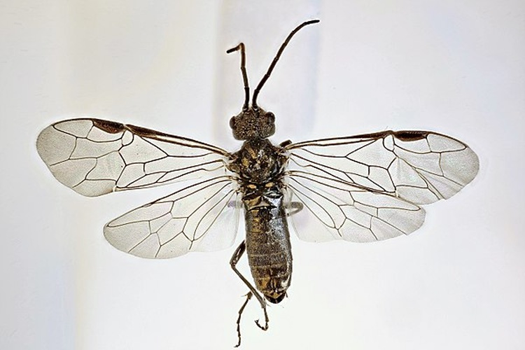 Dolerus picipes &copy; <a rel="nofollow" class="external text" href="https://www.flickr.com/people/130093583@N04">Janet Graham</a>