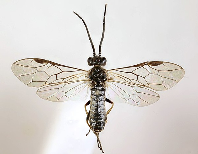 Empria liturata © <a rel="nofollow" class="external text" href="https://www.flickr.com/people/130093583@N04">Janet Graham</a>