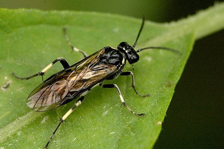 Macrophya albicincta © James K. Lindsey
