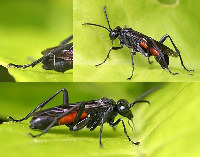 Macrophya annulata © 