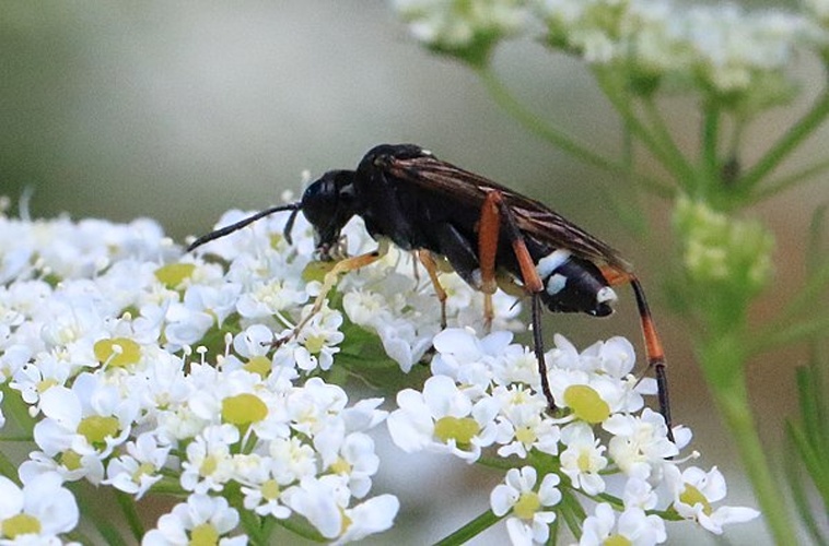 Macrophya diversipes &copy; <a href="//commons.wikimedia.org/wiki/User:NobbiP" title="User:NobbiP">NobbiP</a>