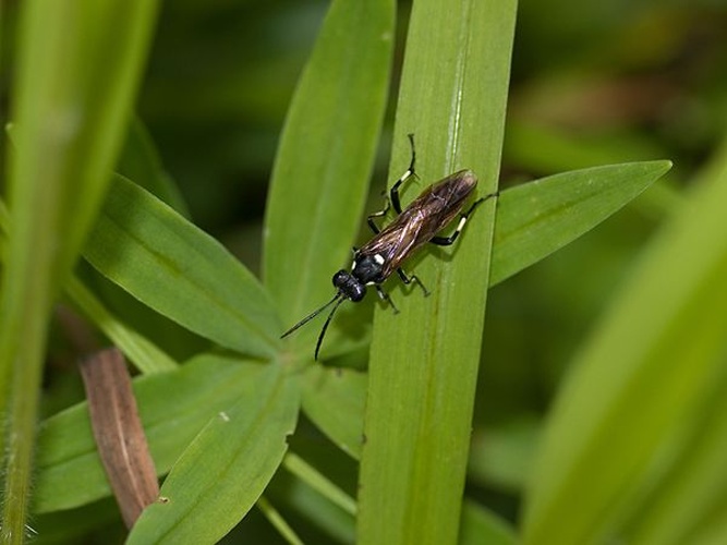 Macrophya duodecimpunctata © <a href="//commons.wikimedia.org/wiki/User:OhWeh" title="User:OhWeh">OhWeh</a>