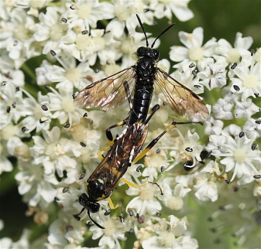 Macrophya montana &copy; <a href="//commons.wikimedia.org/w/index.php?title=User:IronChris&amp;action=edit&amp;redlink=1" class="new" title="User:IronChris (page does not exist)">IronChris</a>