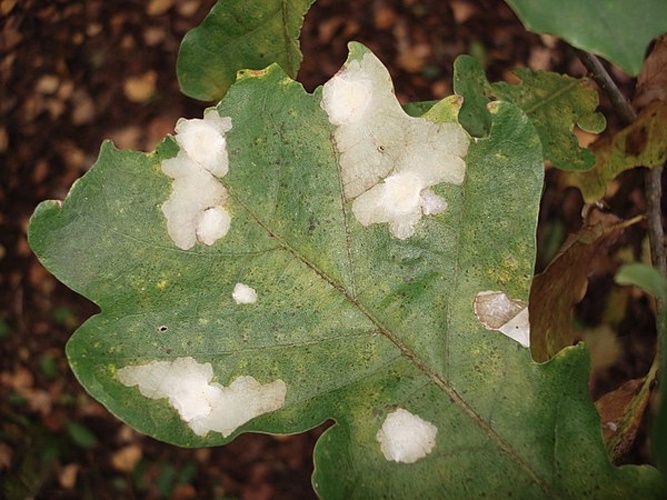 Profenusa pygmaea &copy; <a href="//commons.wikimedia.org/wiki/User:AfroBrazilian" title="User:AfroBrazilian">AfroBrazilian</a>