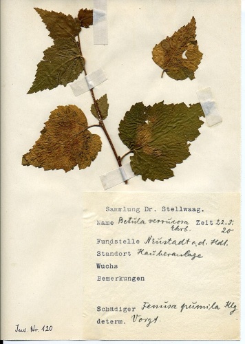 Fenusa pumila &copy; <a href="//commons.wikimedia.org/wiki/User:Klausrassinger" title="User:Klausrassinger">Klaus Rassinger</a> (Museum Wiesbaden)