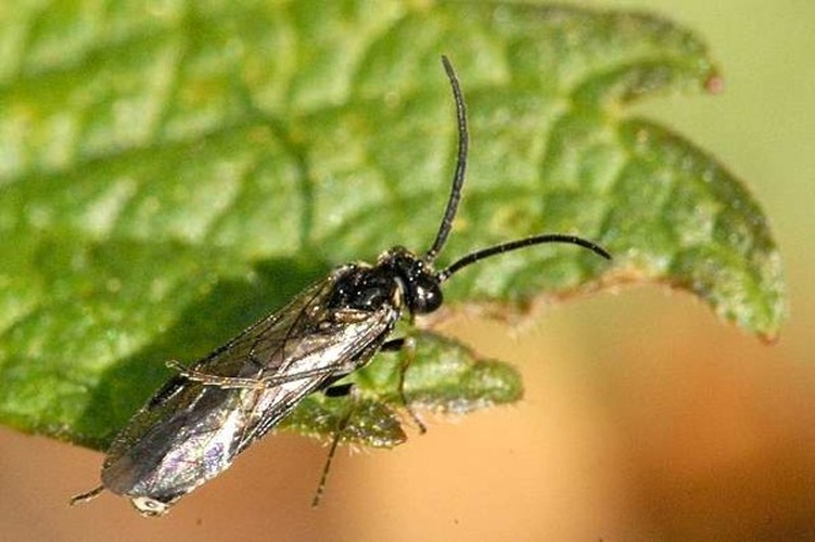 Pachynematus obductus &copy; James K. Lindsey