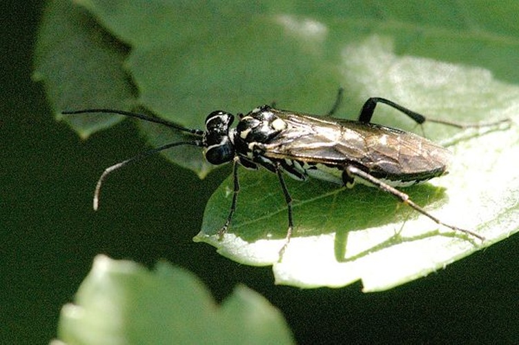 Pachyprotasis rapae © James K. Lindsey