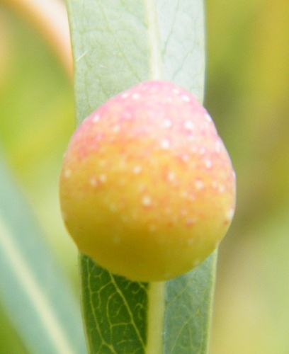 Pontania viminalis &copy; <a href="//commons.wikimedia.org/wiki/User:APictche" title="User:APictche">APictche</a>