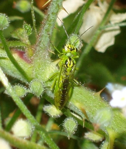Rhogogaster viridis © <a href="//commons.wikimedia.org/w/index.php?title=User:IronChris&amp;action=edit&amp;redlink=1" class="new" title="User:IronChris (page does not exist)">IronChris</a>