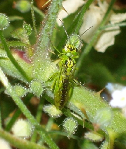 Rhogogaster viridis &copy; <a href="//commons.wikimedia.org/w/index.php?title=User:IronChris&amp;action=edit&amp;redlink=1" class="new" title="User:IronChris (page does not exist)">IronChris</a>