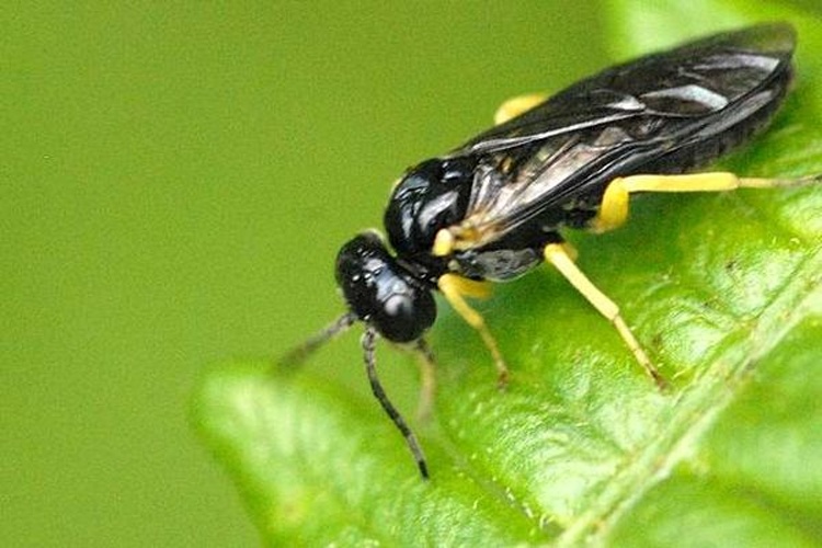 Aneugmenus padi &copy; James K. Lindsey