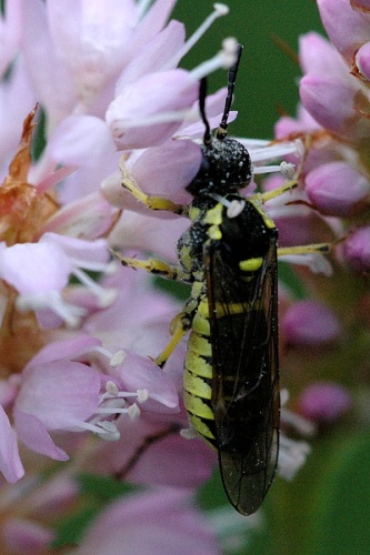 Tenthredo arcuata © James K. Lindsey