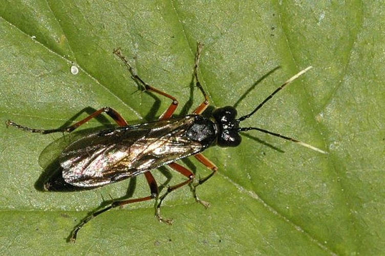 Tenthredo colon &copy; James K. Lindsey