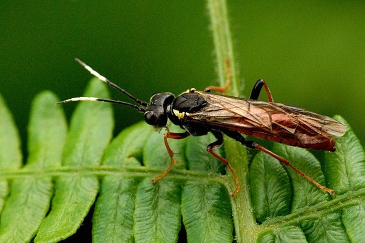 Tenthredo ferruginea © James K. Lindsey