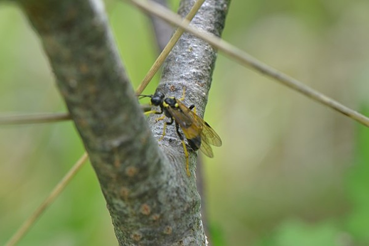 Tenthredo maculata © <a href="//commons.wikimedia.org/wiki/User:Jean.claude" title="User:Jean.claude">Jean.claude</a>