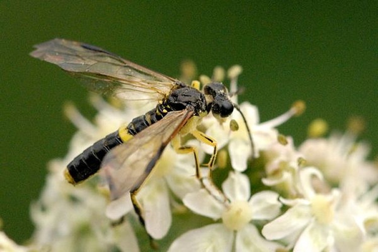 Tenthredo temula &copy; James K. Lindsey