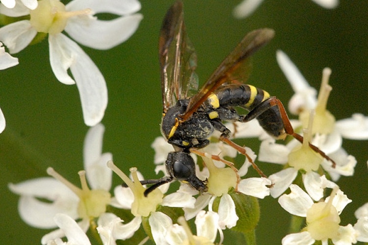 Tenthredo vespa © James K. Lindsey